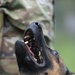 Soldiers with the 8th Military Police Brigade Train with Military Working Dogs