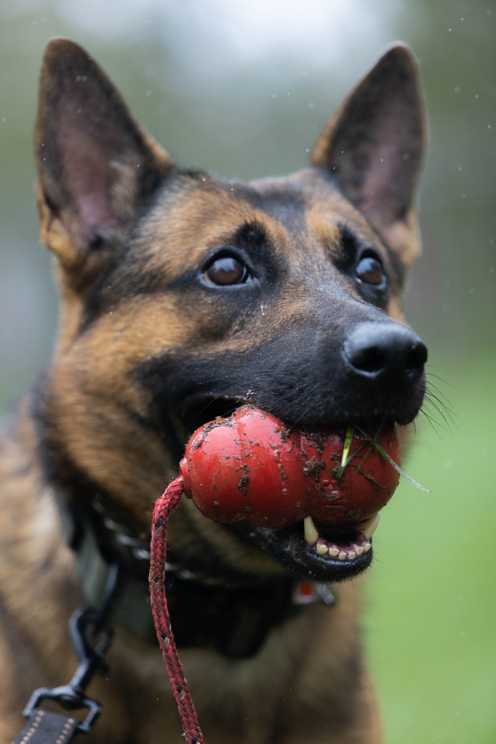 Soldiers with the 8th Military Police Brigade Train with Military Working Dogs