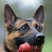 Soldiers with the 8th Military Police Brigade Train with Military Working Dogs