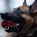 Soldiers with the 8th Military Police Brigade Train with Military Working Dogs