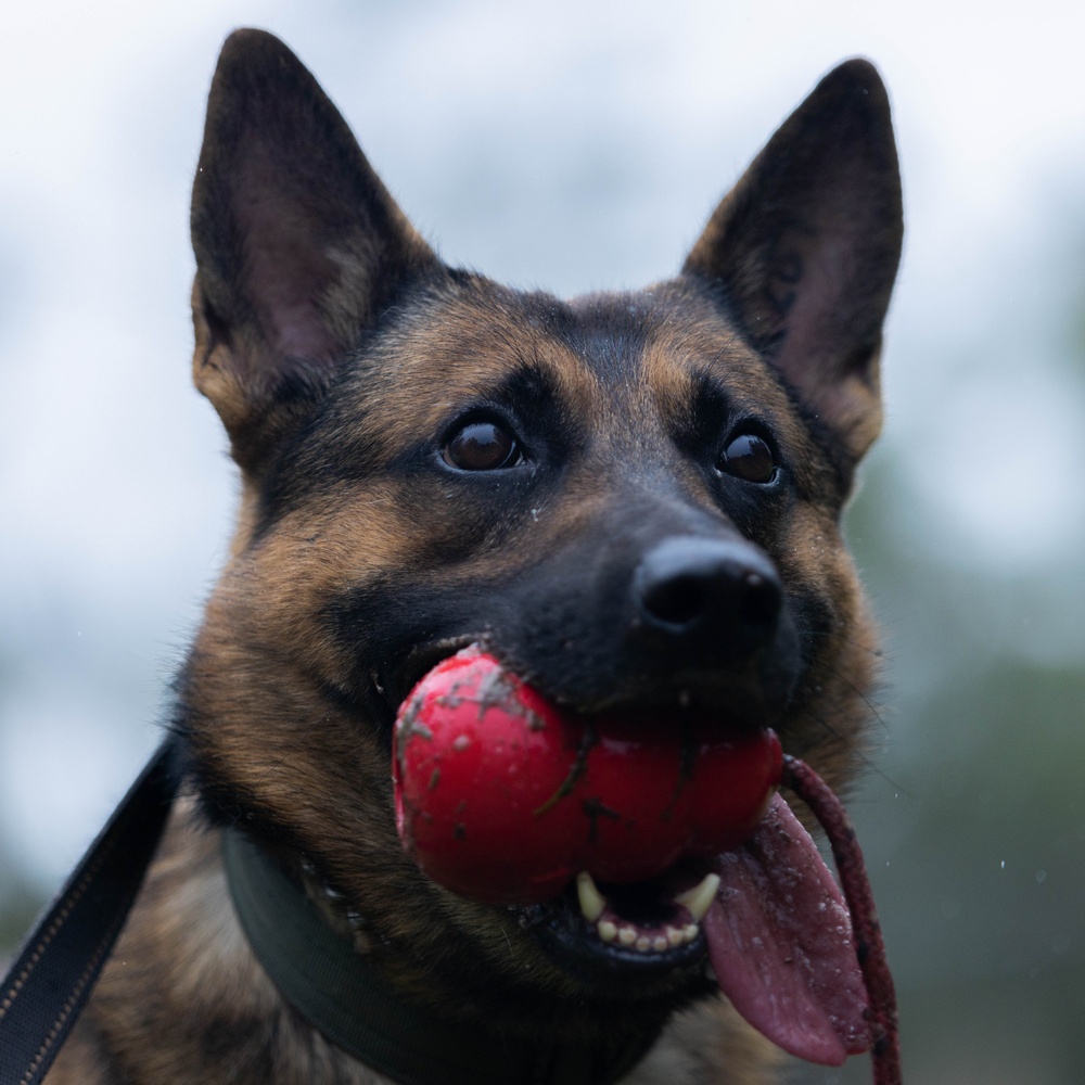 Soldiers with the 8th Military Police Brigade Train with Military Working Dogs