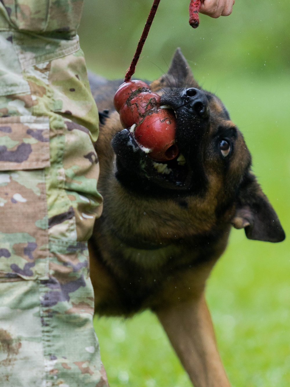 Soldiers with the 8th Military Police Brigade Train with Military Working Dogs