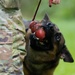 Soldiers with the 8th Military Police Brigade Train with Military Working Dogs