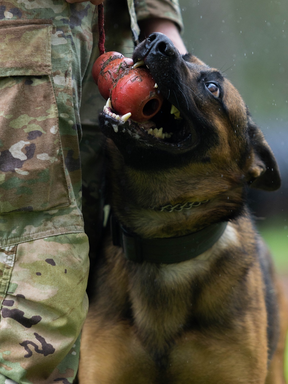 Soldiers with the 8th Military Police Brigade Train with Military Working Dogs