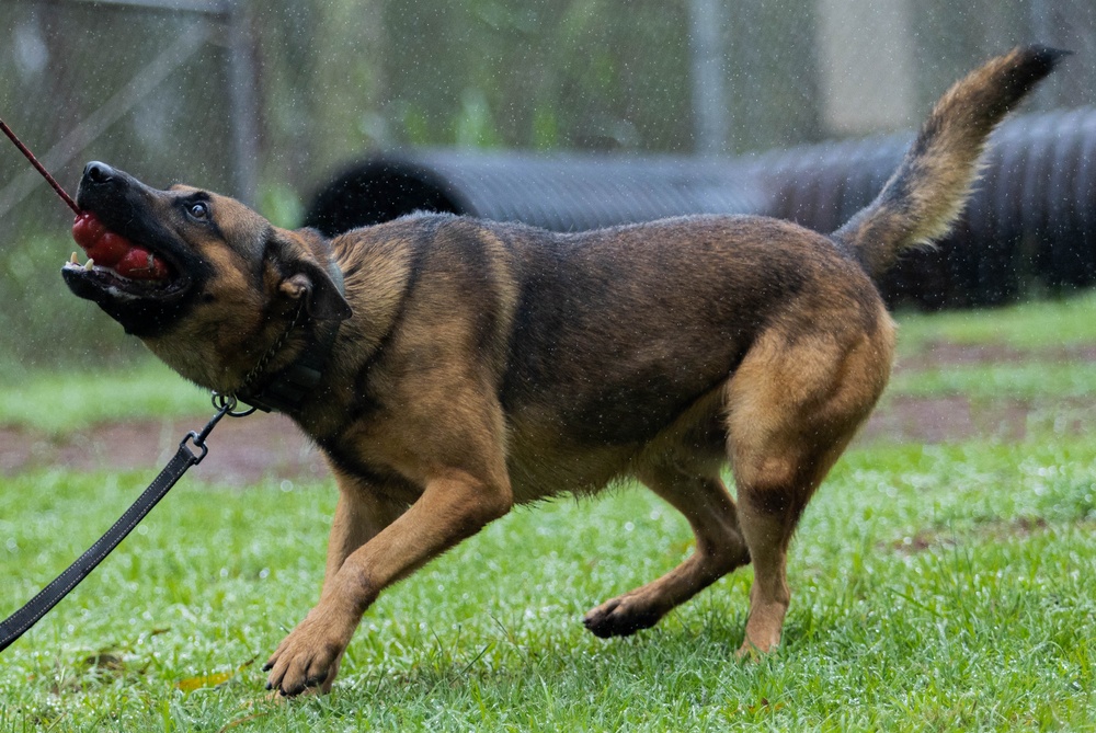 Soldiers with the 8th Military Police Brigade Train with Military Working Dogs