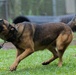 Soldiers with the 8th Military Police Brigade Train with Military Working Dogs