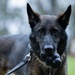 Soldiers with the 8th Military Police Brigade Train with Military Working Dogs