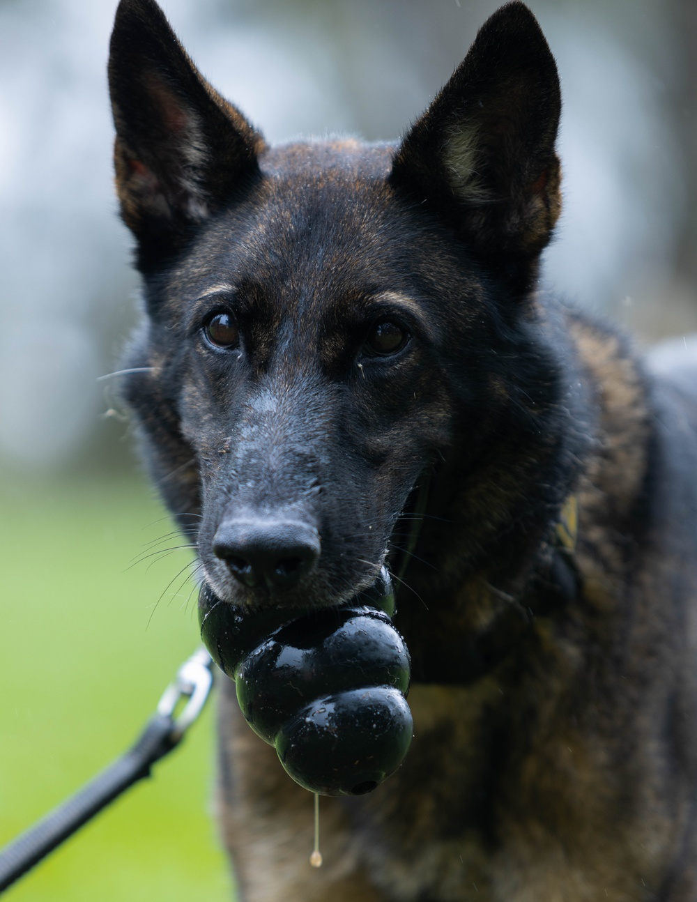 Soldiers with the 8th Military Police Brigade Train with Military Working Dogs