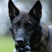 Soldiers with the 8th Military Police Brigade Train with Military Working Dogs