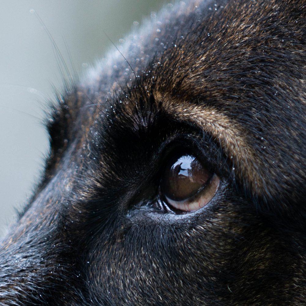 Soldiers with the 8th Military Police Brigade Train with Military Working Dogs