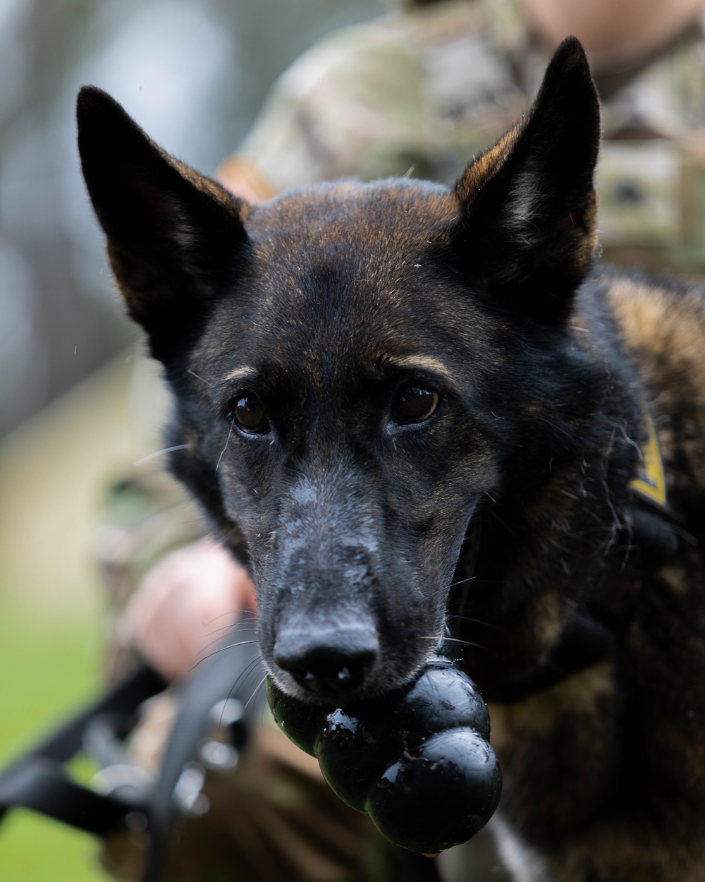 Soldiers with the 8th Military Police Brigade Train with Military Working Dogs