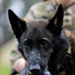 Soldiers with the 8th Military Police Brigade Train with Military Working Dogs