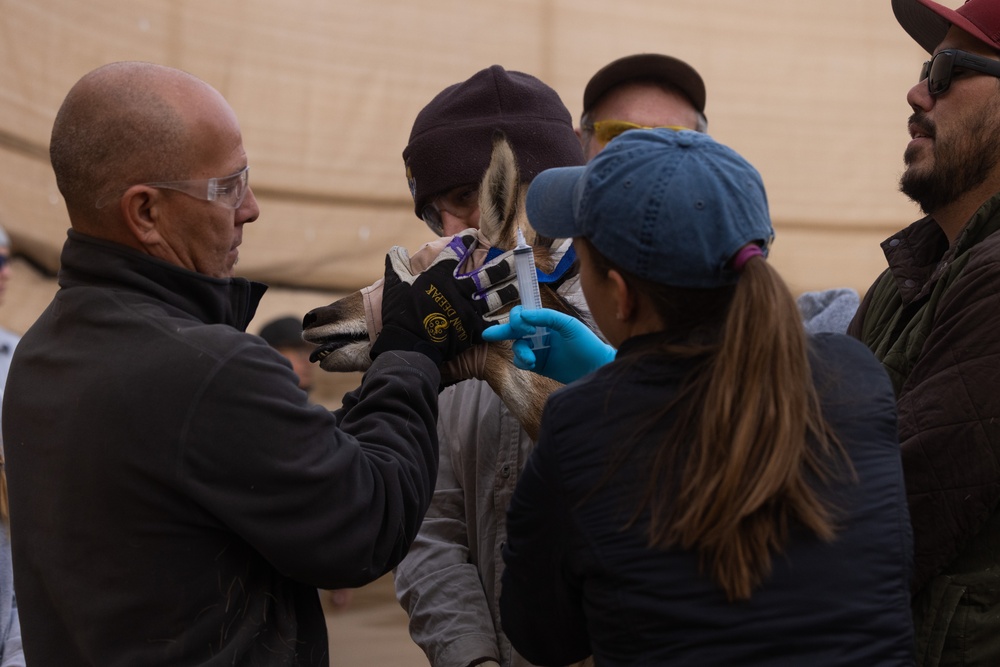 Pronghorn Capture and Release at the Kofa Wildlife Refuge