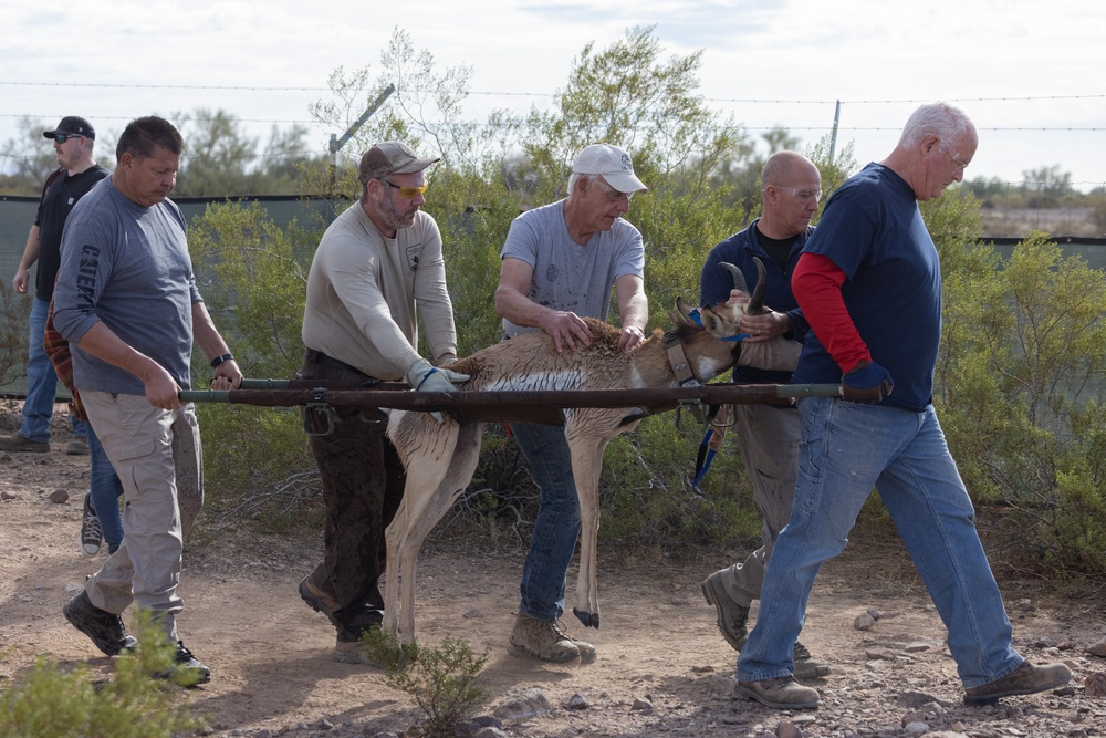 Pronghorn Capture and Release at the Kofa Wildlife Refuge