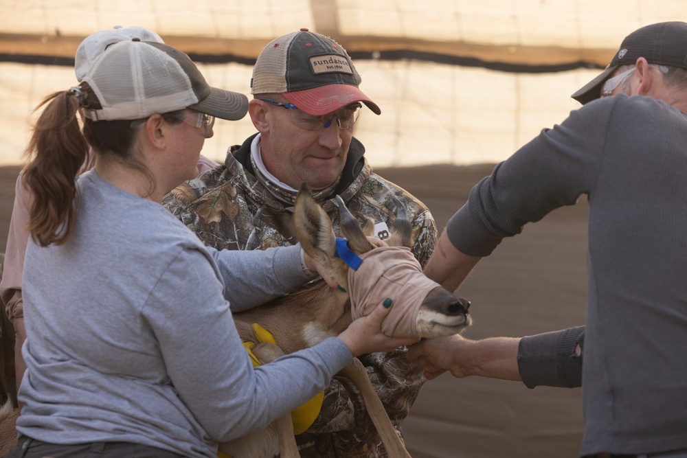 Pronghorn Capture and Release at the Kofa Wildlife Refuge