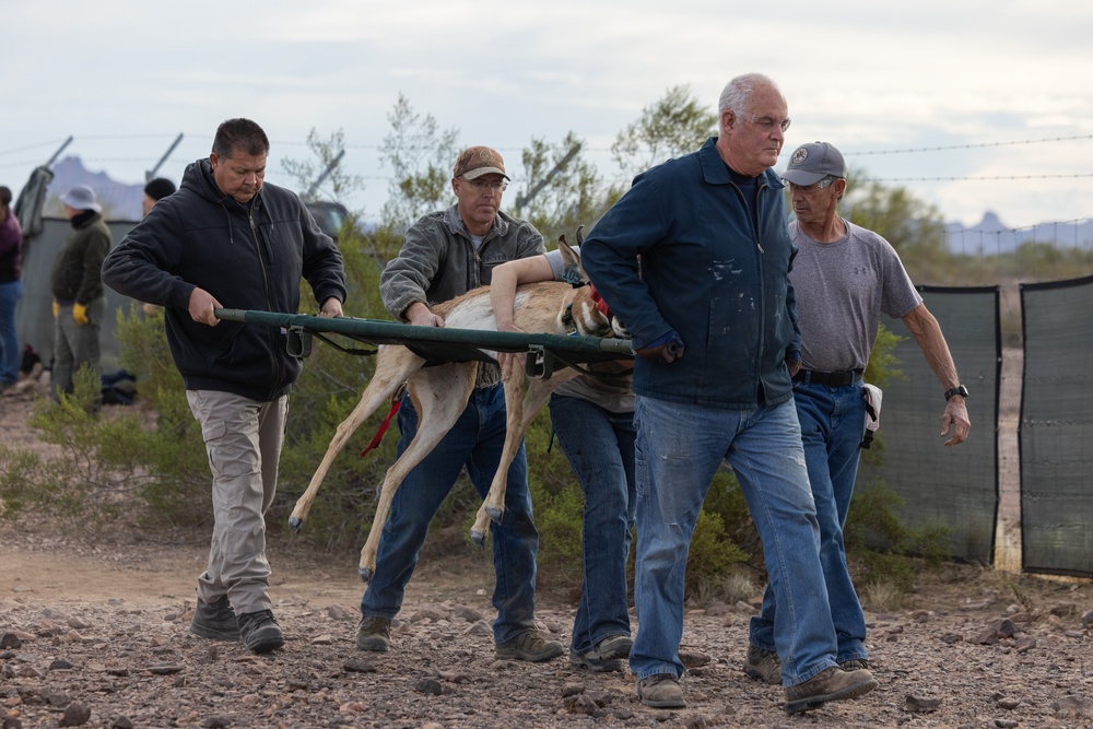 Pronghorn Capture and Release at the Kofa Wildlife Refuge