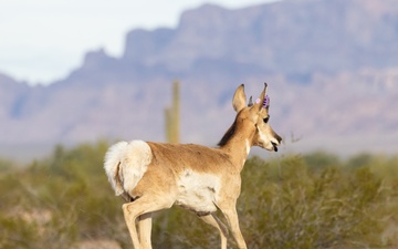 Bucks and Does: Saving the Sonoran Pronghorn for over two decades