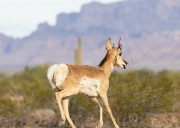 Bucks and Does: Saving the Sonoran Pronghorn for over two decades