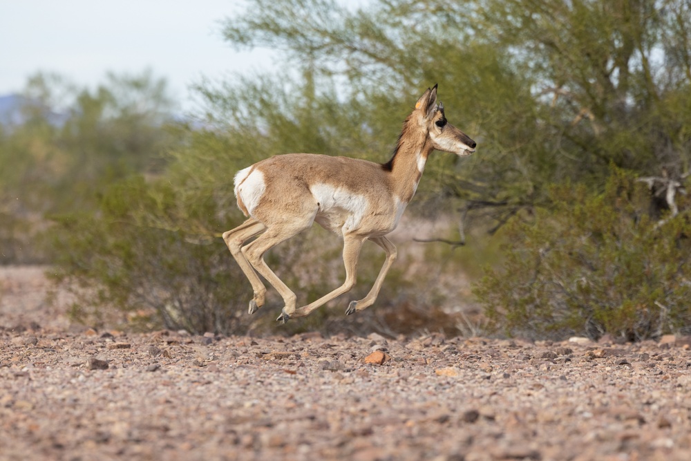 Pronghorn Capture and Release at the Kofa Wildlife Refuge