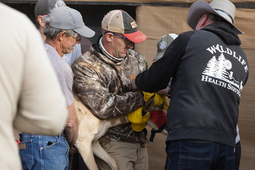 Pronghorn Capture and Release at the Kofa Wildlife Refuge