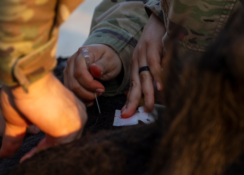 CLDJ Conducts K-9 Tactical Combat Casualty Care Training