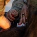 CLDJ Conducts K-9 Tactical Combat Casualty Care Training