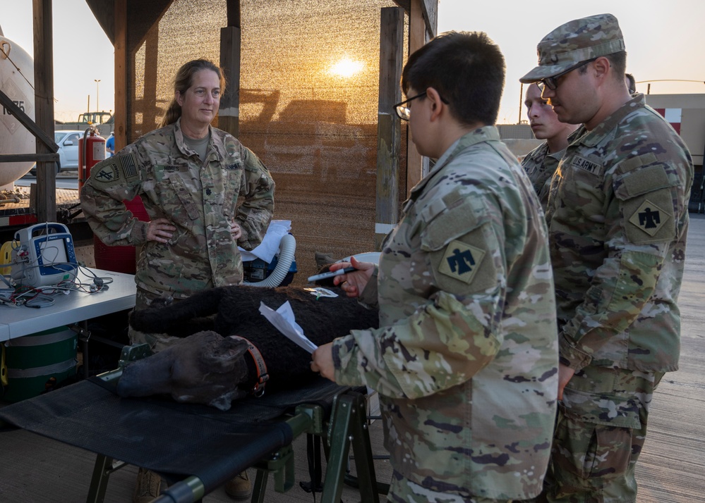 CLDJ Conducts K-9 Tactical Combat Casualty Care Training