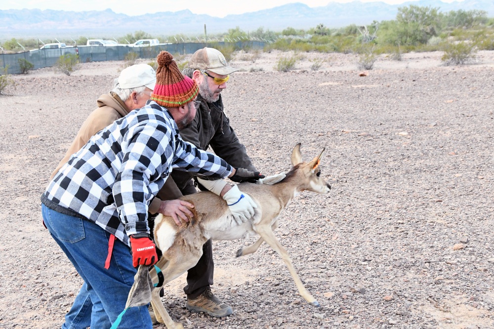 Recovery project saving the rare Sonoran pronghorn