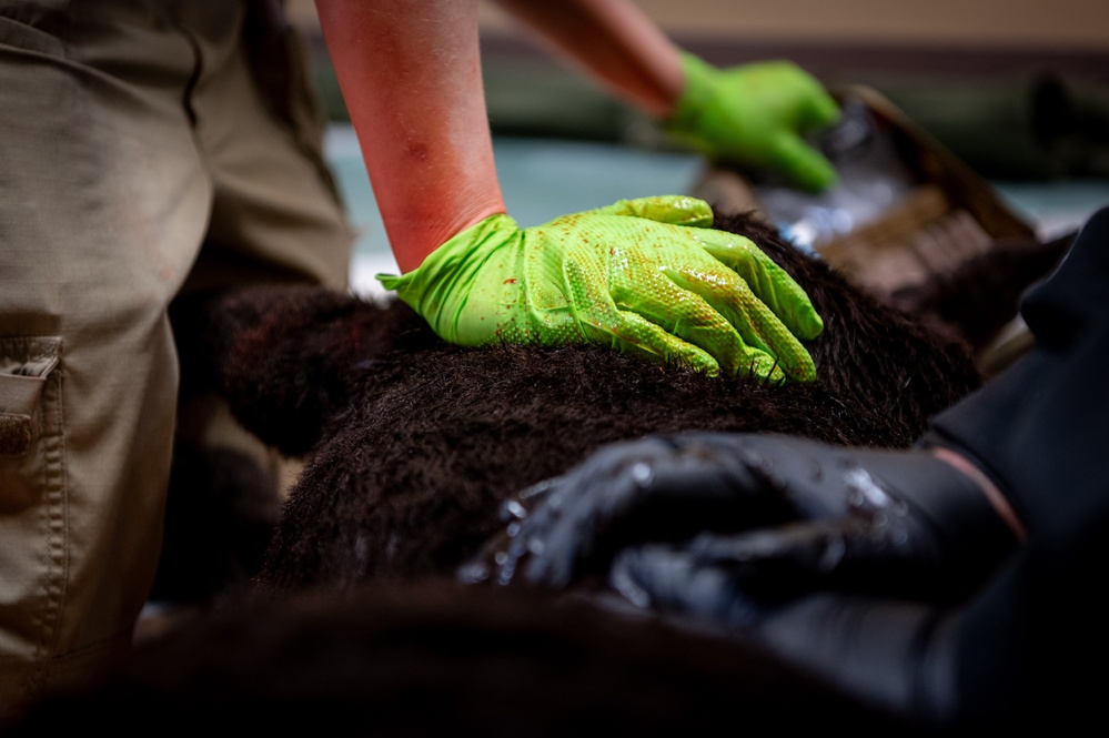 JBER veterinary readiness hosts K9 TCCC exercise to military and non-military working dog handlers