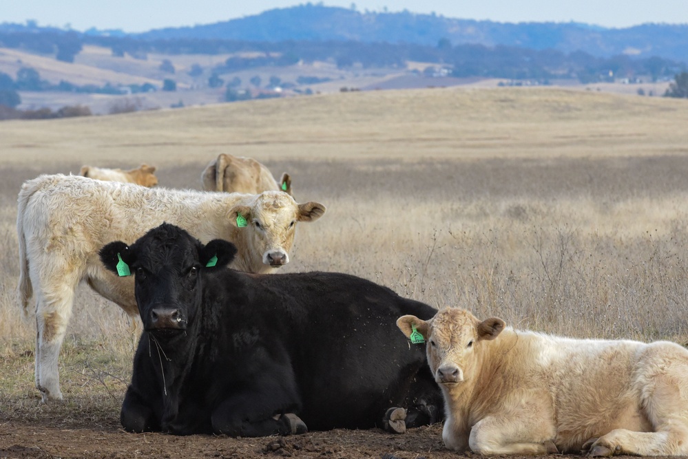 Beale’s Four-Legged Airmen, a Testament to Collaboration Between Humans and Nature