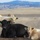 Beale’s Four-Legged Airmen, a Testament to Collaboration Between Humans and Nature