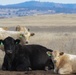 Beale’s Four-Legged Airmen, a Testament to Collaboration Between Humans and Nature