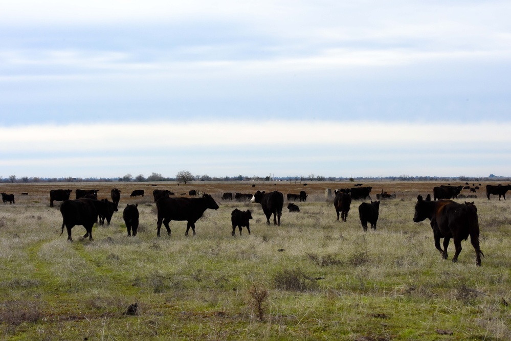 Beale’s Four-Legged Airmen, a Testament to Collaboration Between Humans and Nature