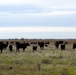 Beale’s Four-Legged Airmen, a Testament to Collaboration Between Humans and Nature