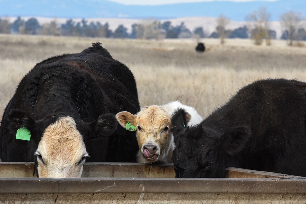 Beale’s Four-Legged Airmen, a Testament to Collaboration Between Humans and Nature