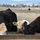 Beale’s Four-Legged Airmen, a Testament to Collaboration Between Humans and Nature