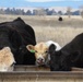Beale’s Four-Legged Airmen, a Testament to Collaboration Between Humans and Nature