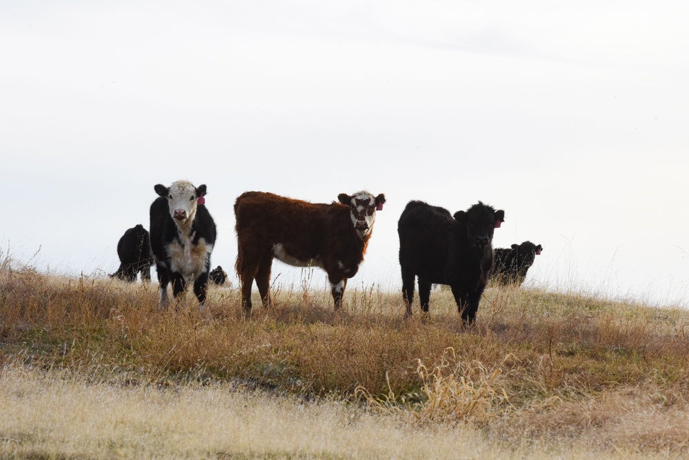 Beale’s Four-Legged Airmen, a Testament to Collaboration Between Humans and Nature