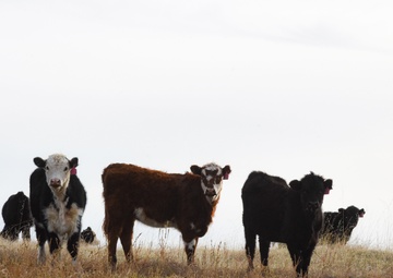 Beale’s Four-Legged Airmen, a Testament to Collaboration Between Humans and Nature