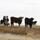 Beale’s Four-Legged Airmen, a Testament to Collaboration Between Humans and Nature