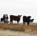 Beale’s Four-Legged Airmen, a Testament to Collaboration Between Humans and Nature