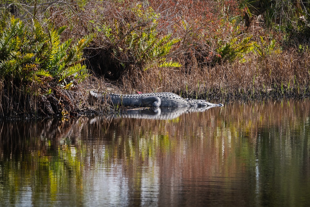 Alligator sunbathes at MacDill