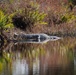 Alligator sunbathes at MacDill