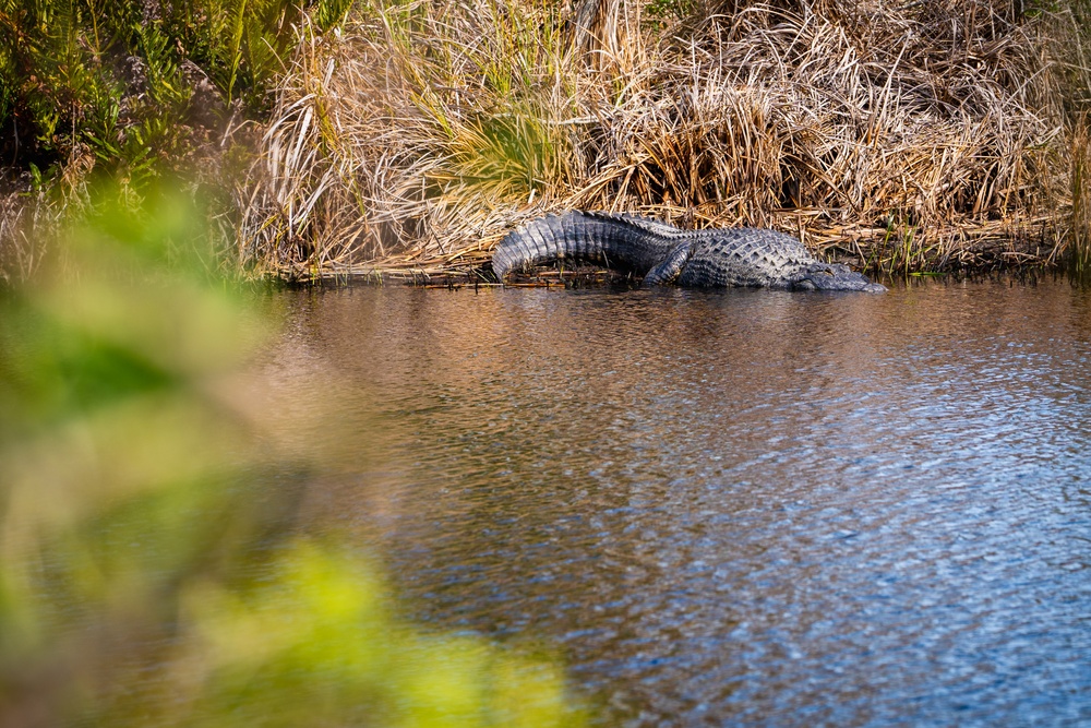 Alligator sunbathes at MacDill