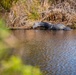 Alligator sunbathes at MacDill