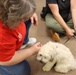 Therapy dogs visit Hawai‘i Wildfires Recovery Field Office