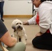 Therapy dogs visit Hawai‘i Wildfires Recovery Field Office