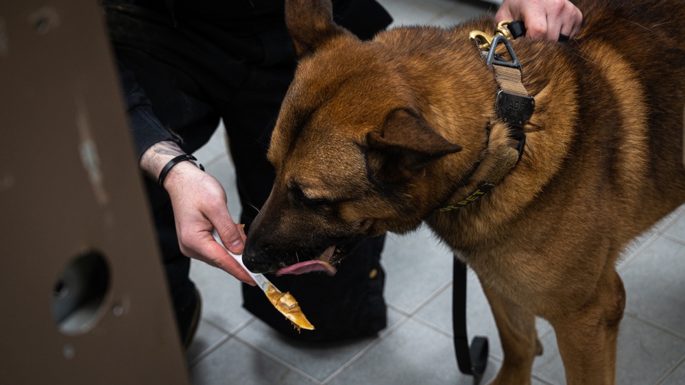 Off the leash: 8th SFS MWDs begin disposition