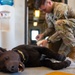 JTF-Bravo vets train MWD handlers on trauma care