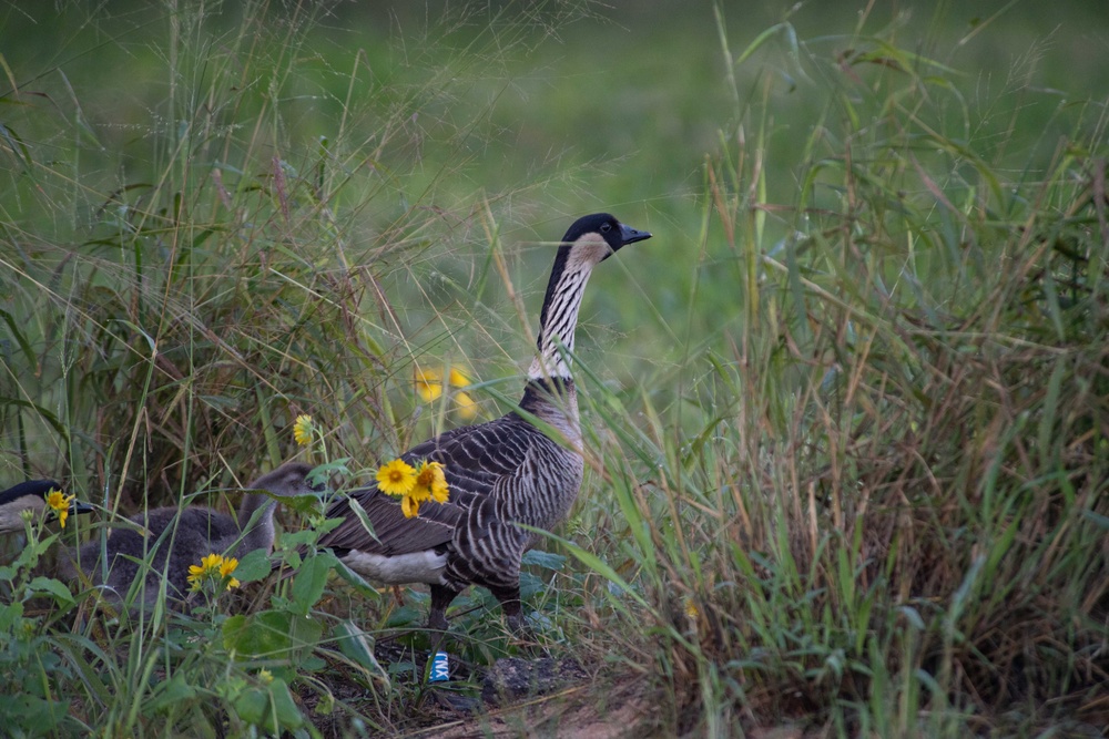 Hawaii's State Bird the Hawaiian Nene on PMRF